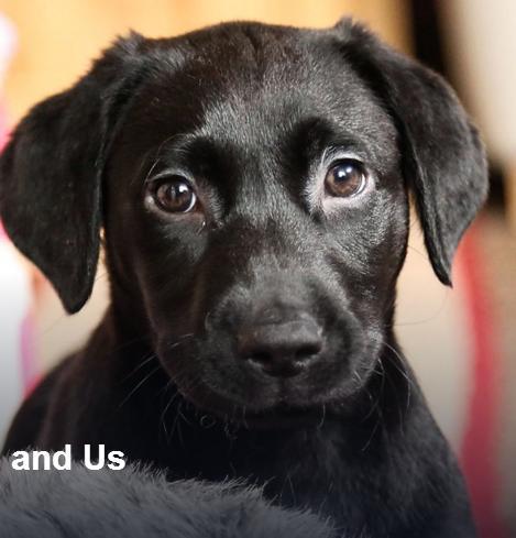 10PuppiesandUsSeason1
